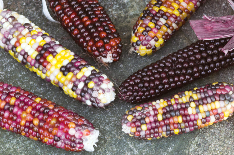 The Three Sisters Crops and Seed Varieties
